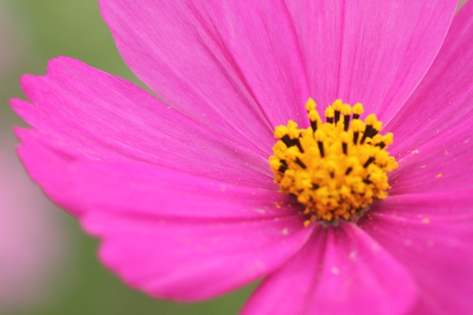 cosmos_121004-2.jpg