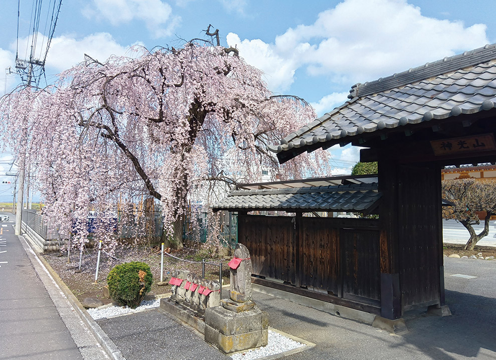 林鐘寺 永代供養付墓「いとざくら」
