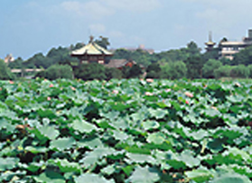 上野・寛永寺　光明閣