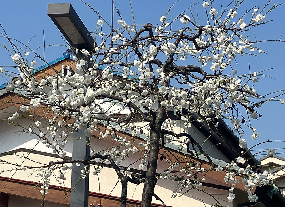全学寺