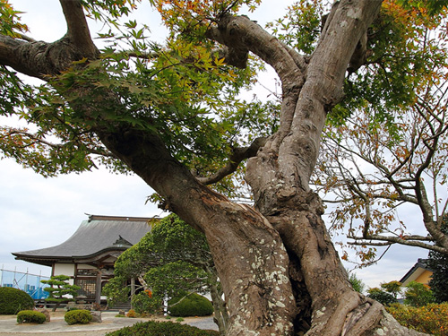 西林寺