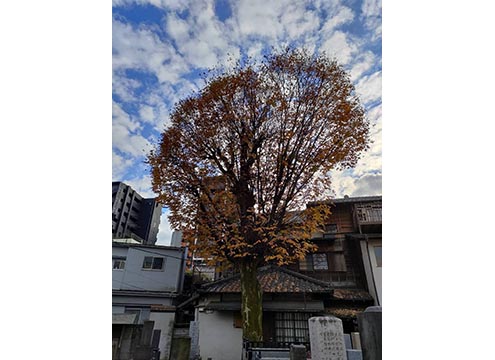 正德寺 欅の杜 樹木葬 樹心