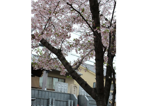 法園寺永代供養